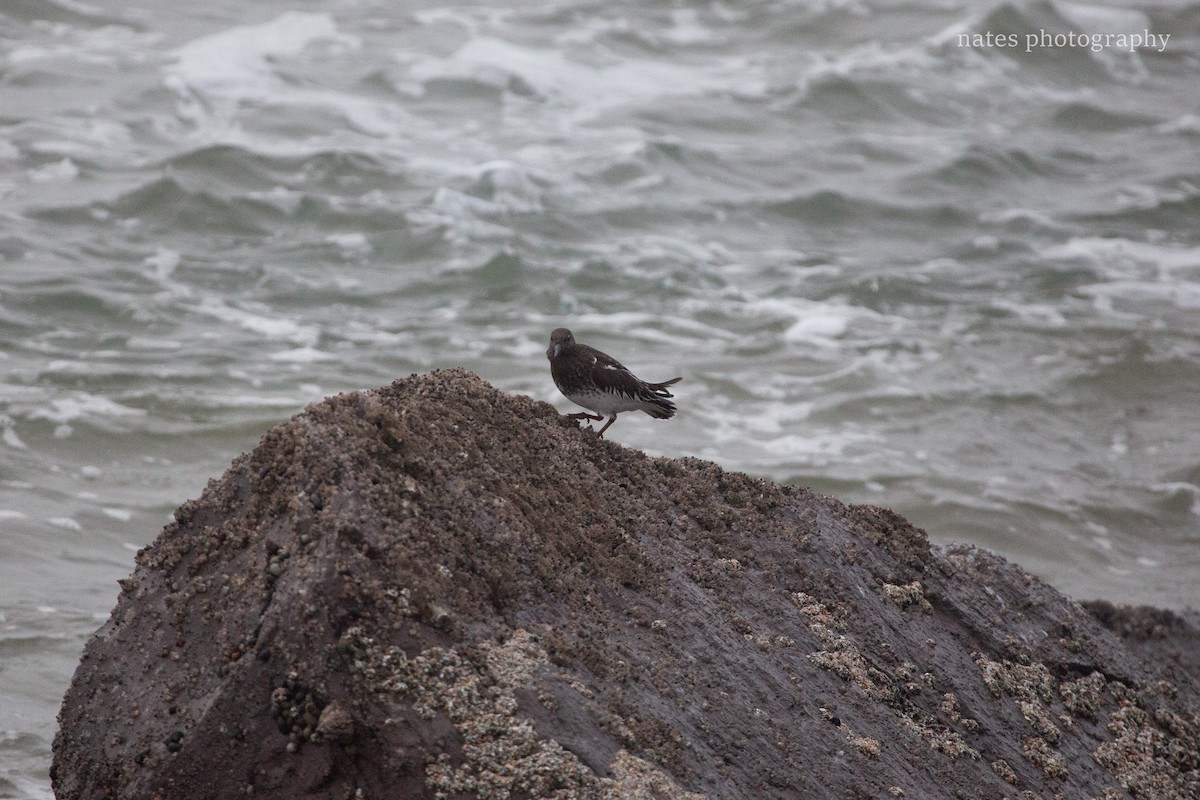 Black Turnstone - ML647040397