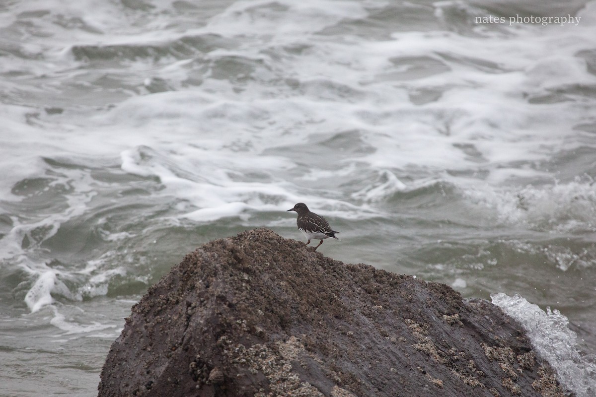 Black Turnstone - ML647040399