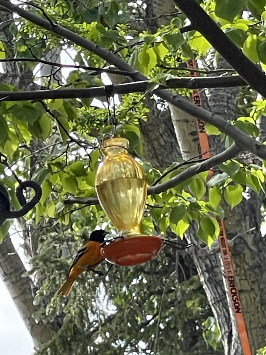 Baltimore Oriole - ML647040400