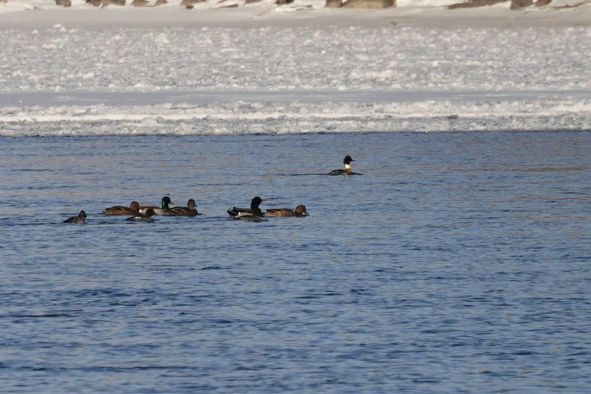 Red-breasted Merganser - ML647040401