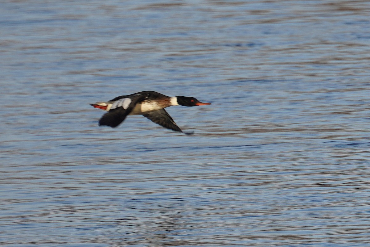 Red-breasted Merganser - ML647040402