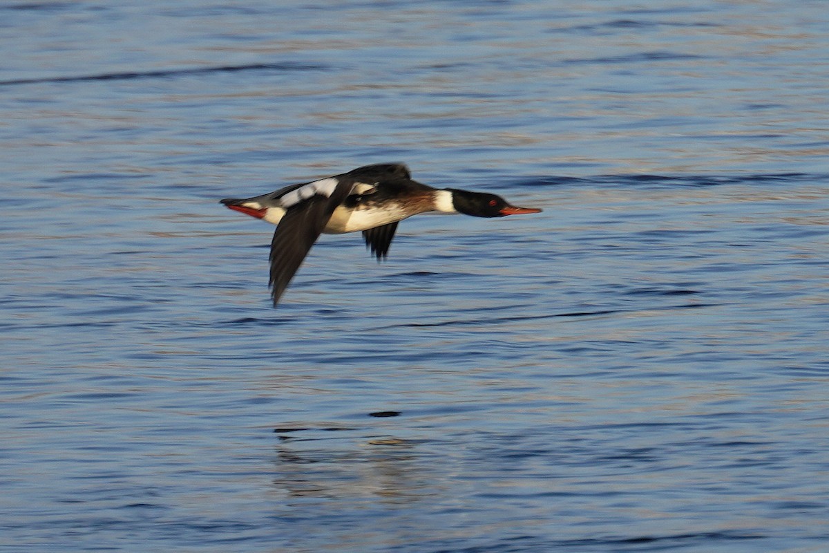 Red-breasted Merganser - ML647040403