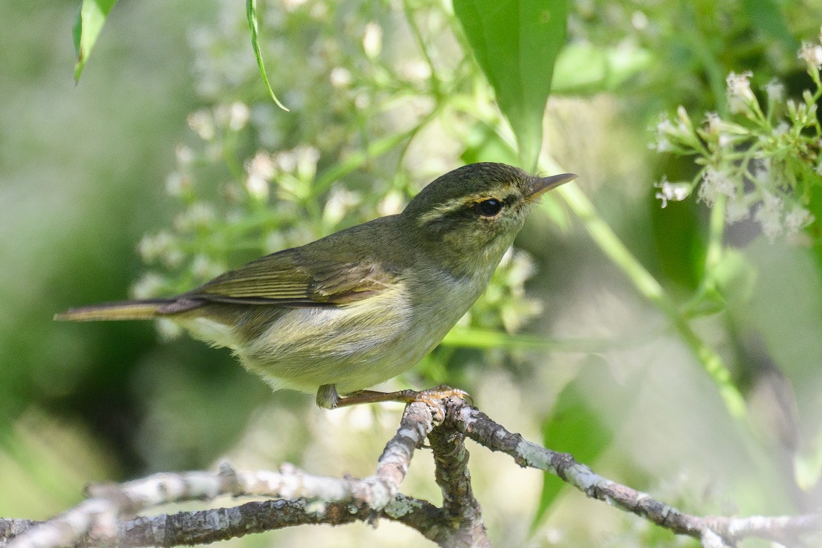 Greenish Warbler - ML647040409