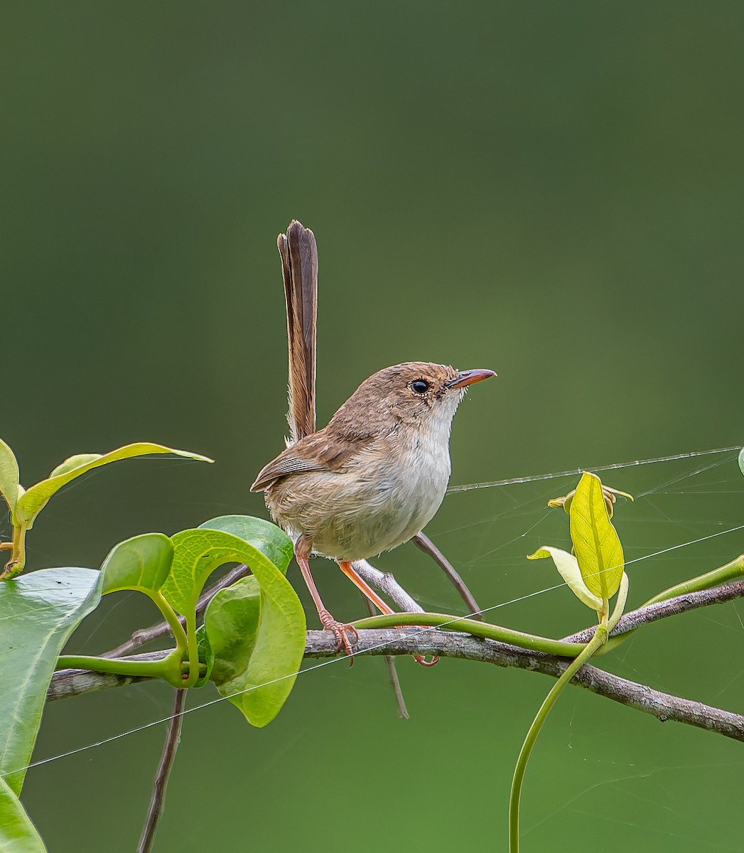 Superb Fairywren - ML647040412