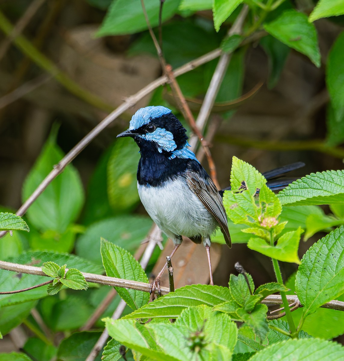 Superb Fairywren - ML647040414