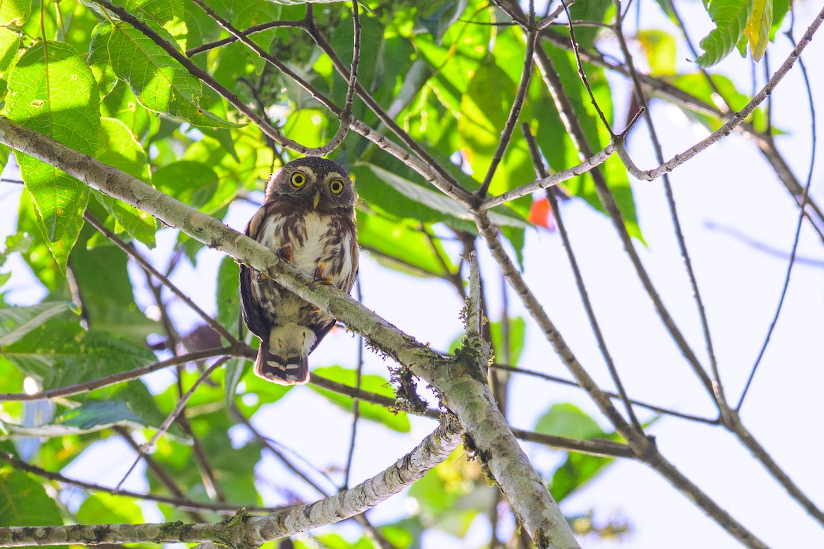 Least Pygmy-Owl - ML647040415