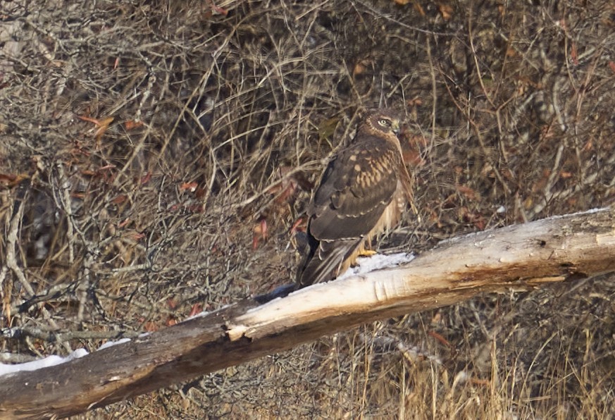 Northern Harrier - ML647040416