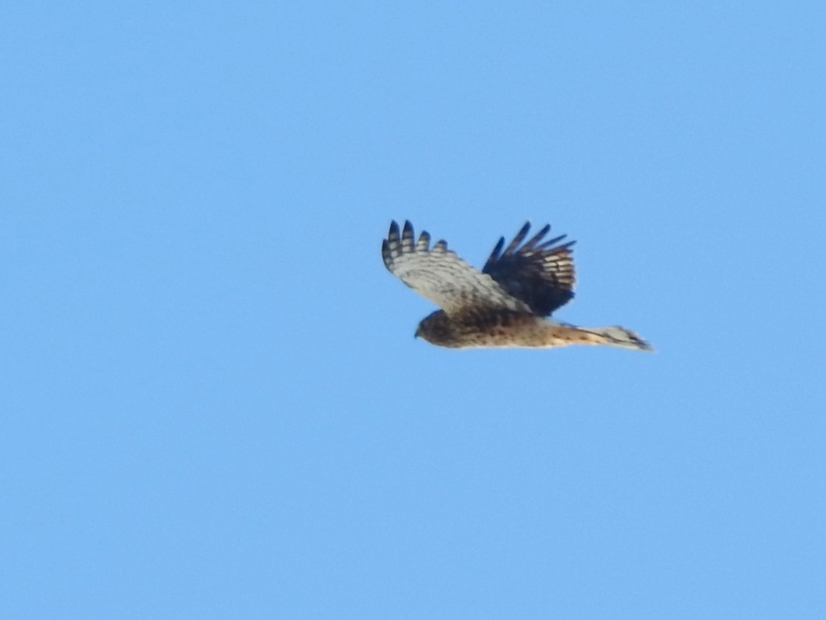 Northern Harrier - ML647040418