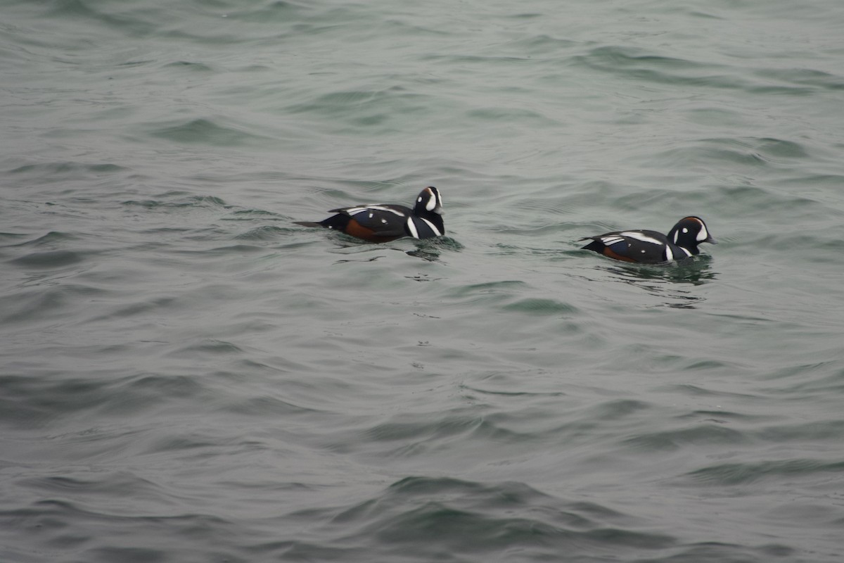 Palyaço Ördeği - ML647040419