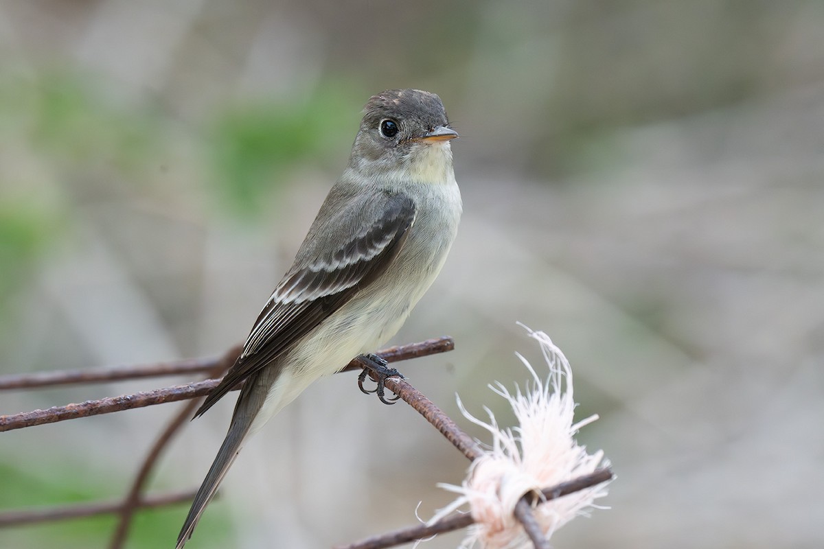 Eastern Wood-Pewee - ML647040420