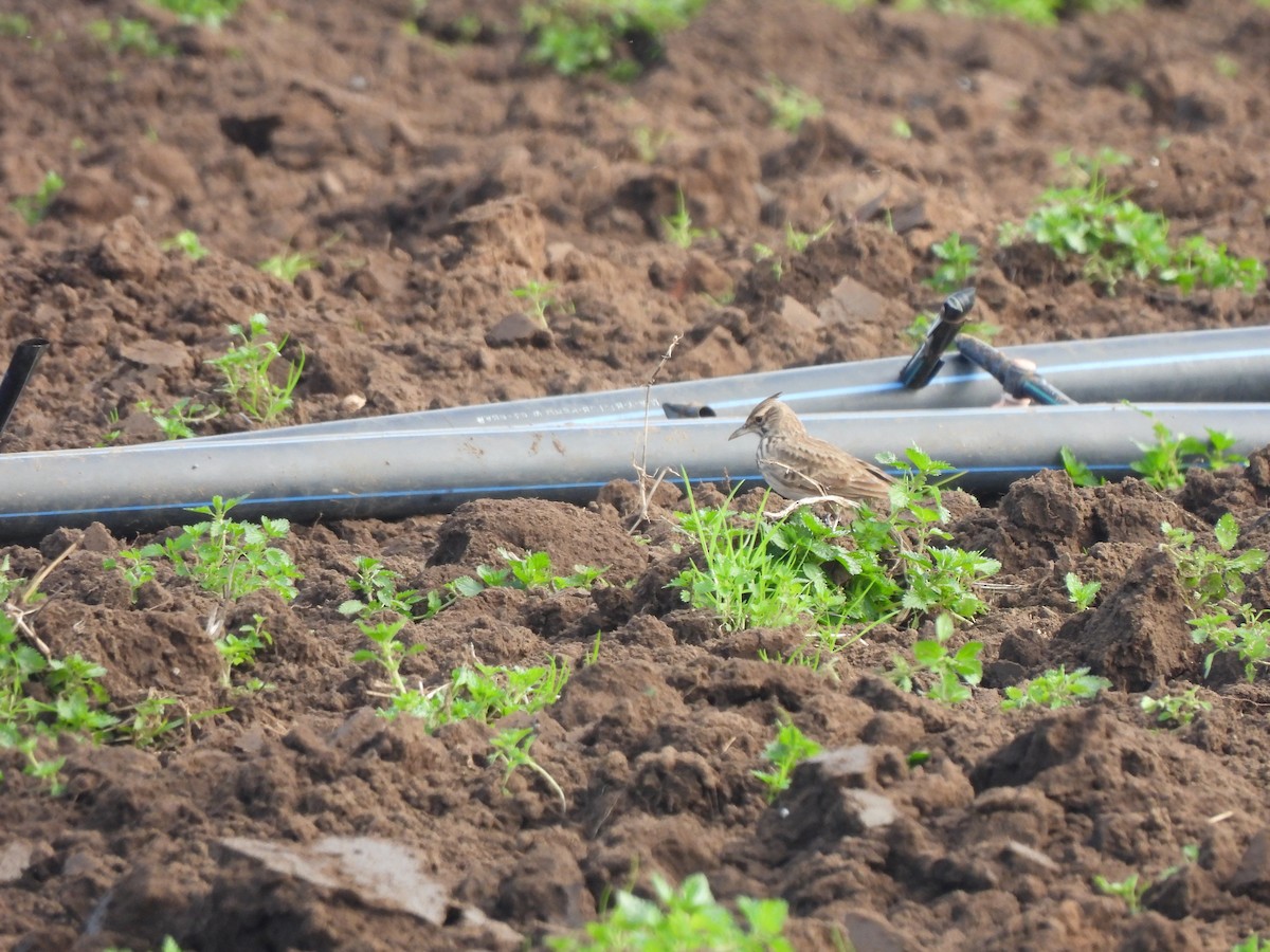 Crested Lark - ML647040421