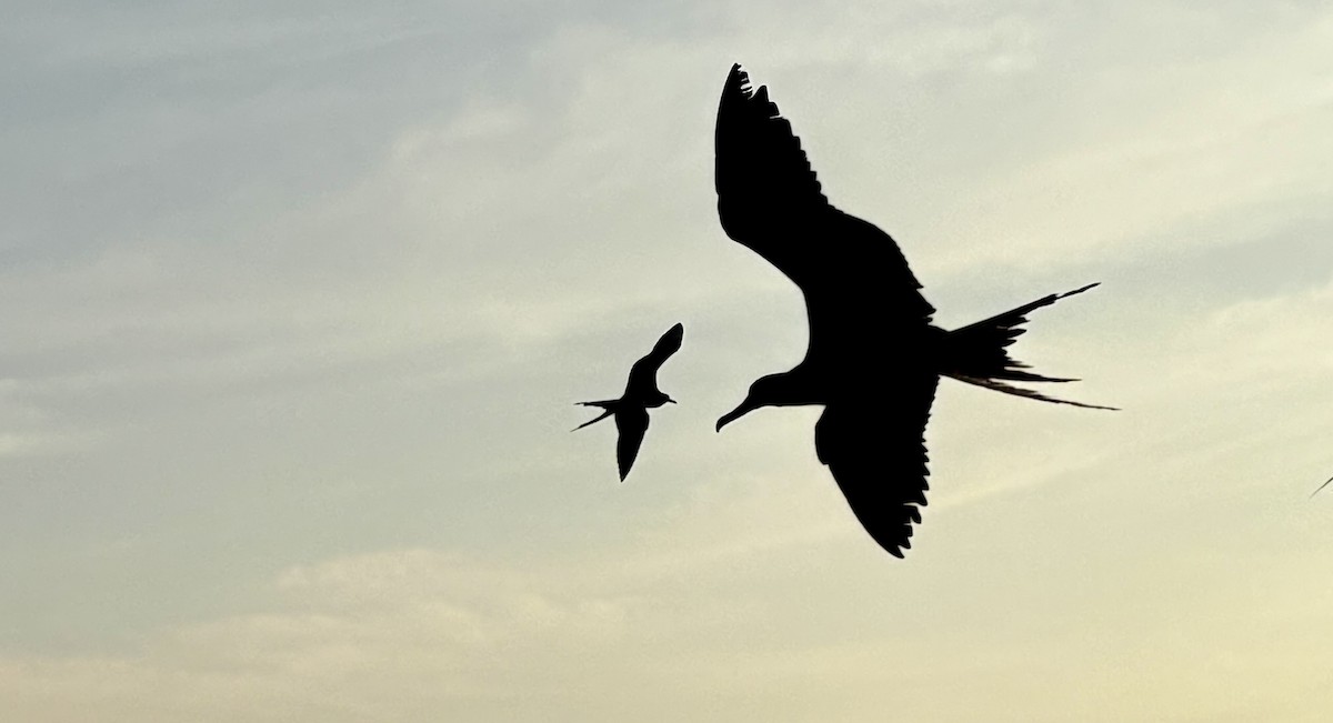 Magnificent Frigatebird - ML647040422