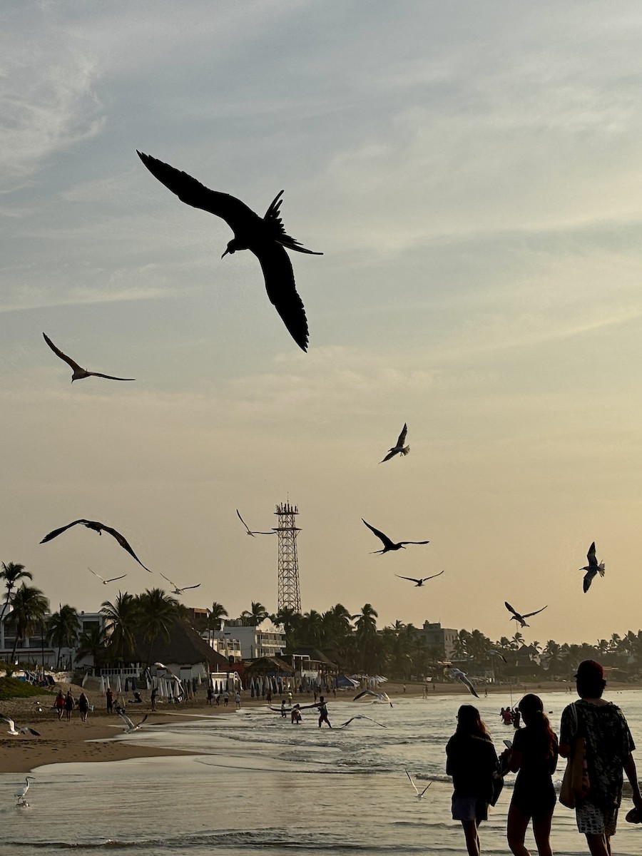 Magnificent Frigatebird - ML647040423