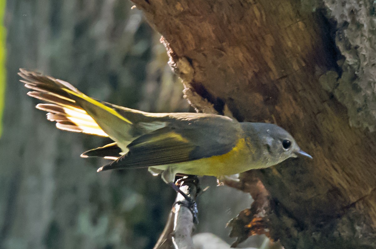 סבכון חכלילי - ML647040425