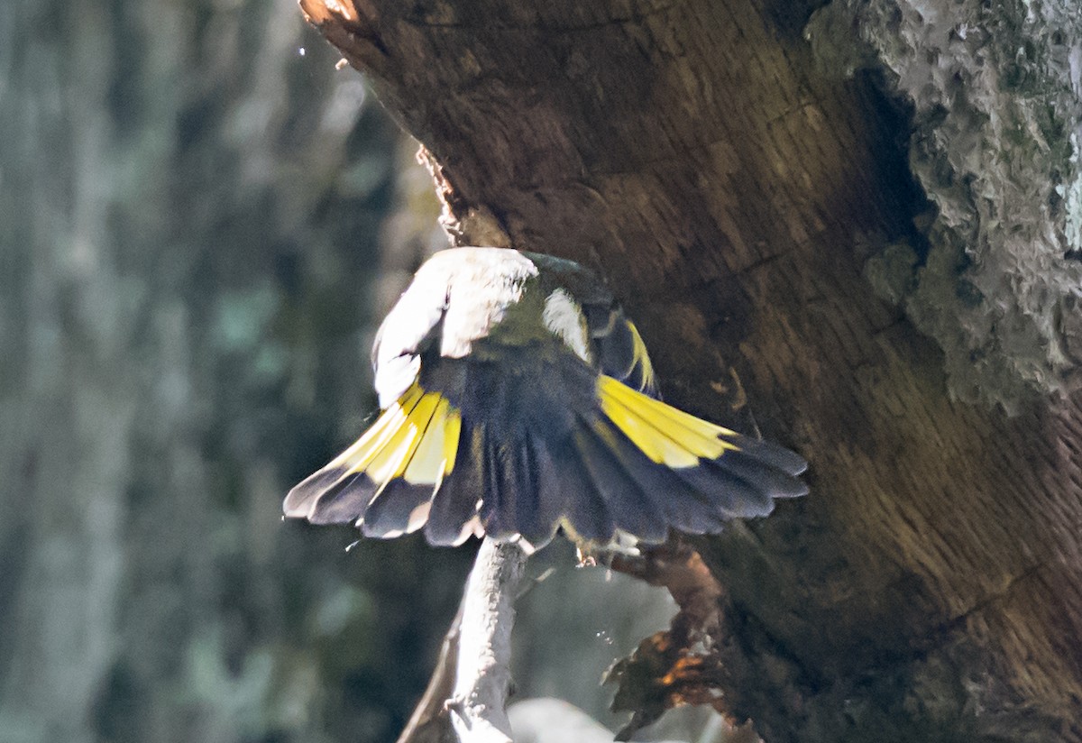 סבכון חכלילי - ML647040426