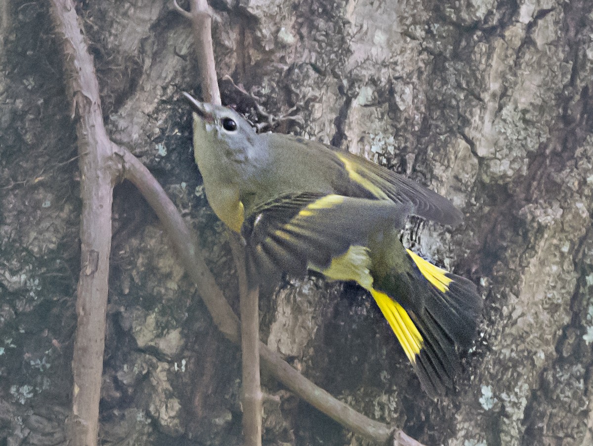סבכון חכלילי - ML647040427