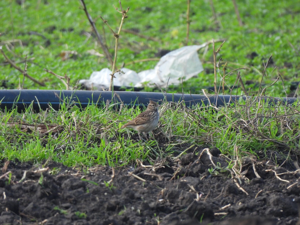 Thekla's/Crested Lark - ML647040443
