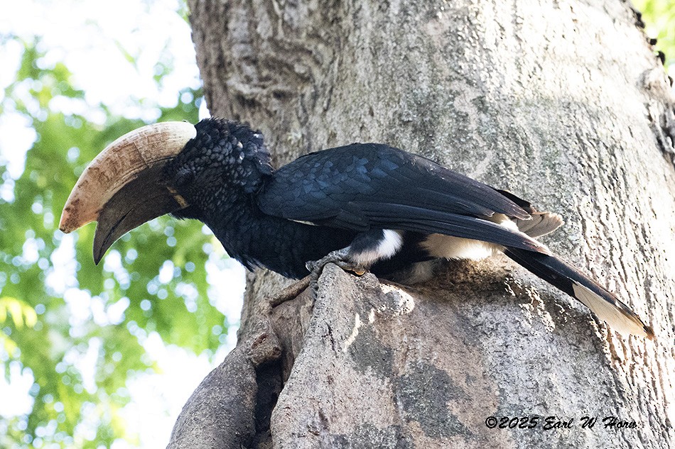 Ak Yanaklı Boynuzgaga - ML647040447