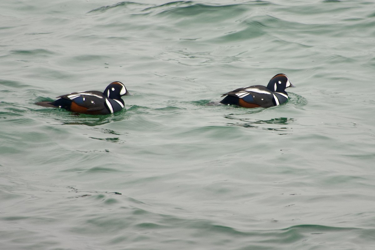 Palyaço Ördeği - ML647040452