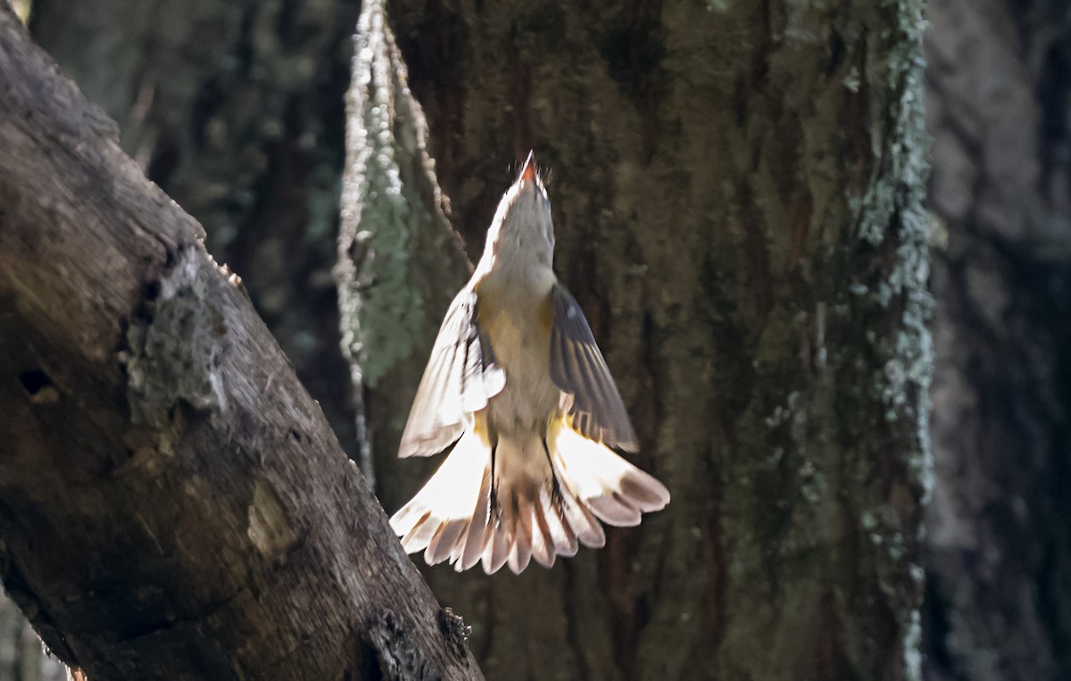 סבכון חכלילי - ML647040455