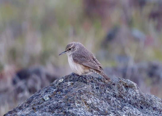 Felsenzaunkönig - ML647040464