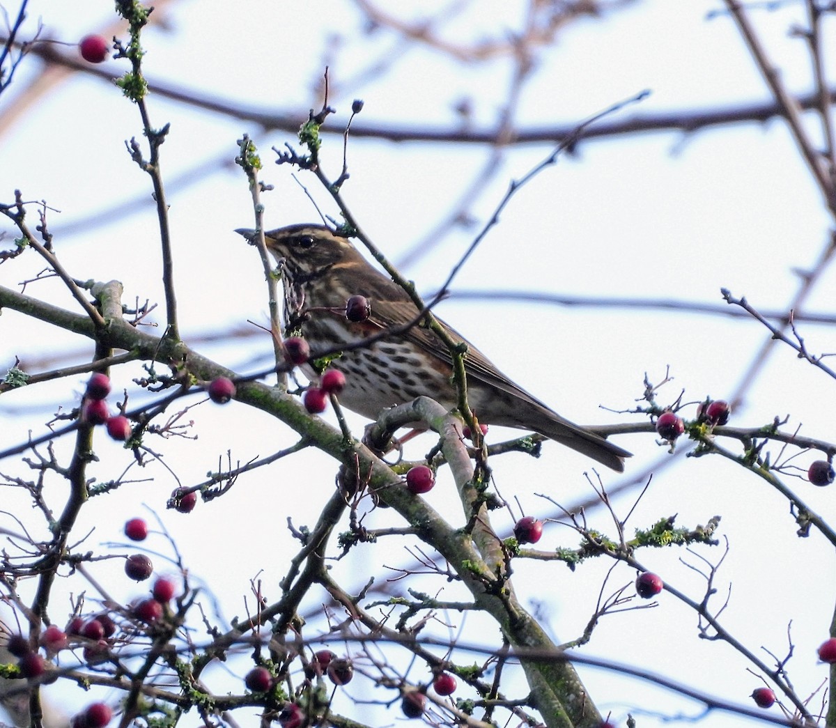 Redwing - ML647040487