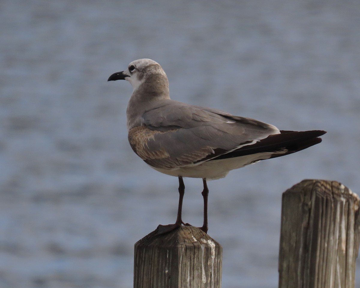 ワライカモメ - ML647040496