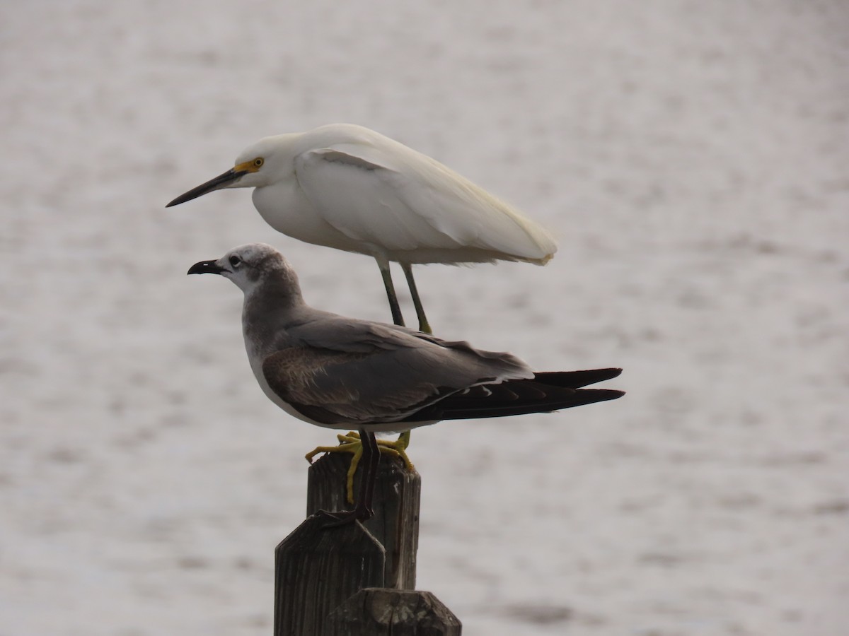 ワライカモメ - ML647040497