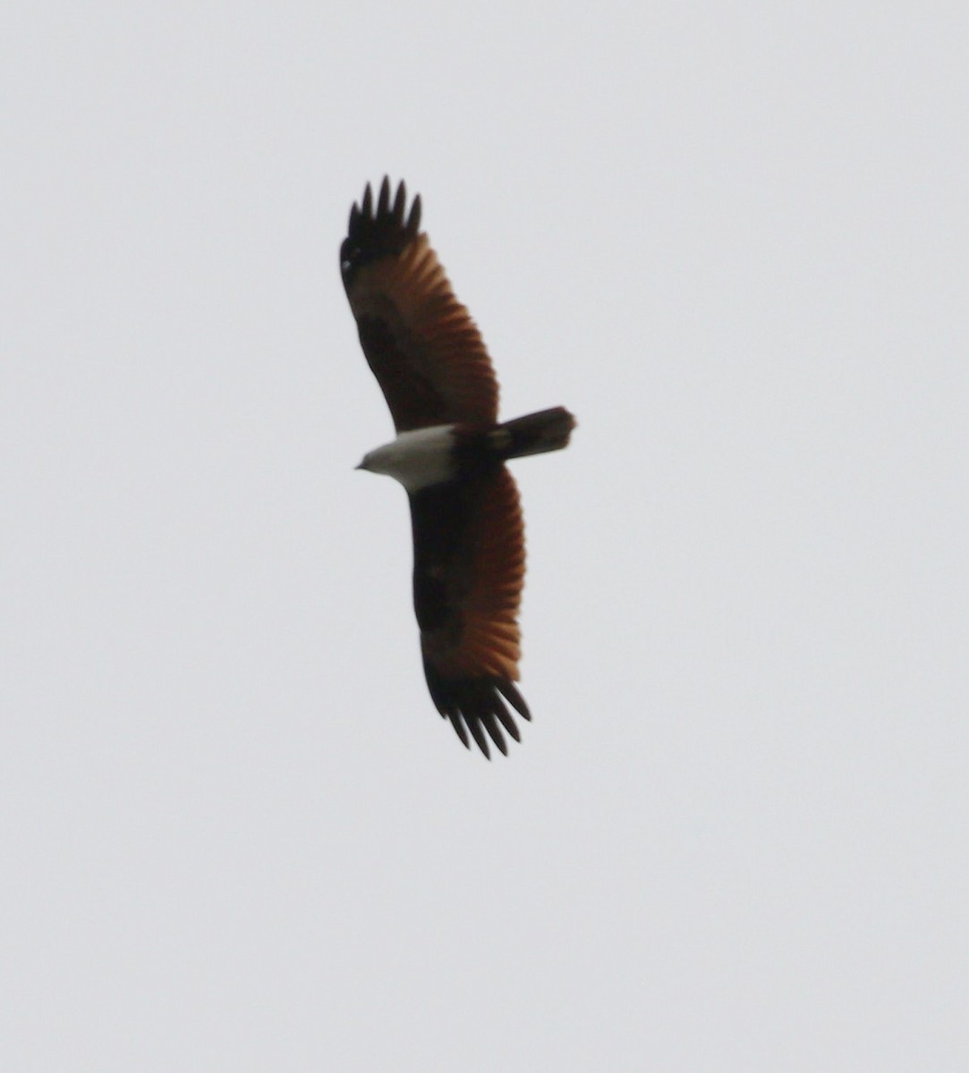 Brahminy Kite - ML647040498