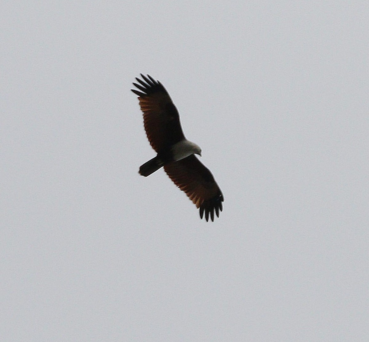 Brahminy Kite - ML647040499