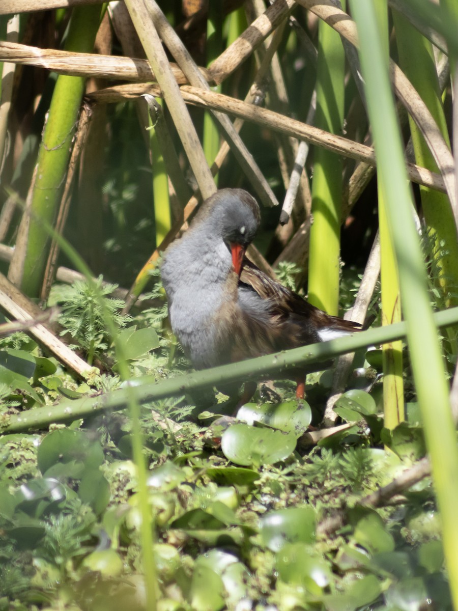 Bogota Rail - ML647040503