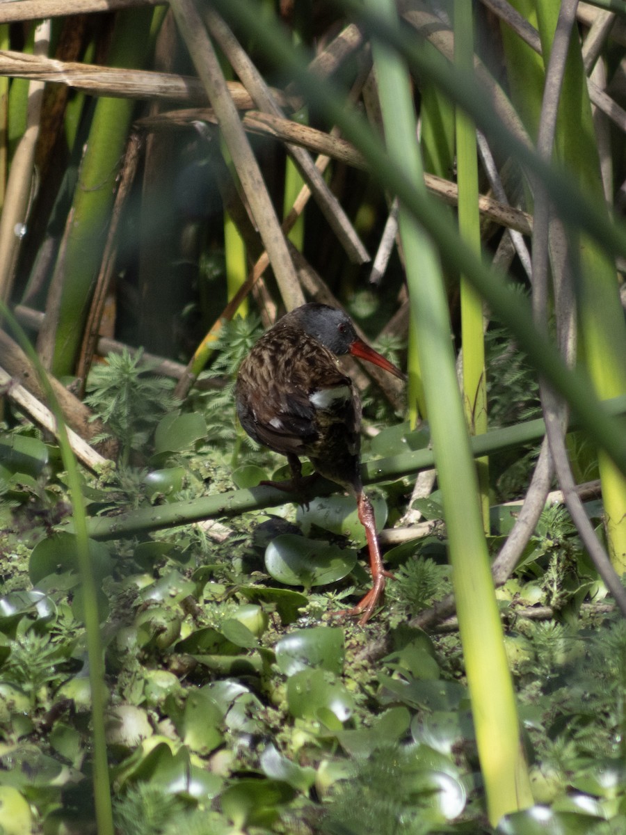 Bogota Rail - ML647040504