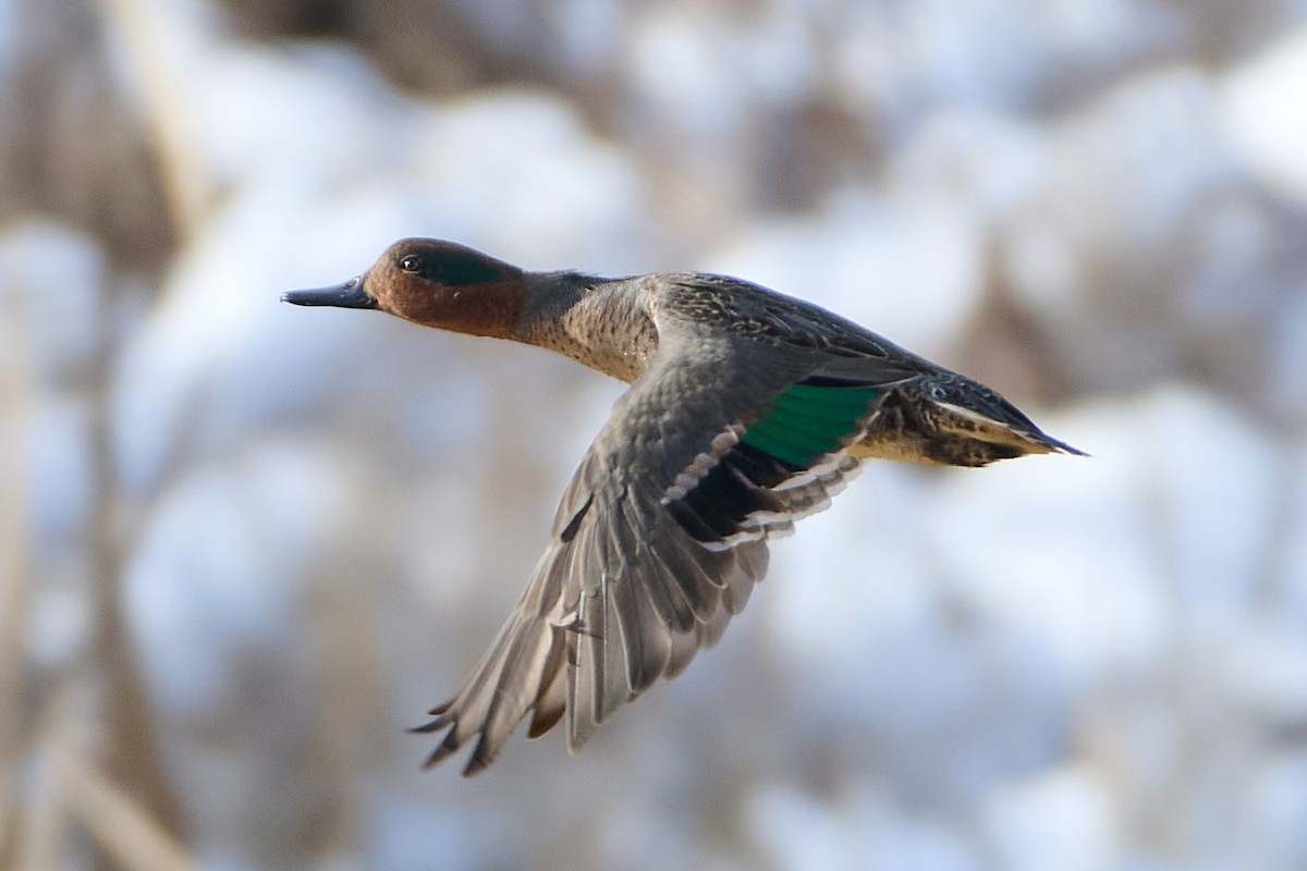 コガモ - ML647040509