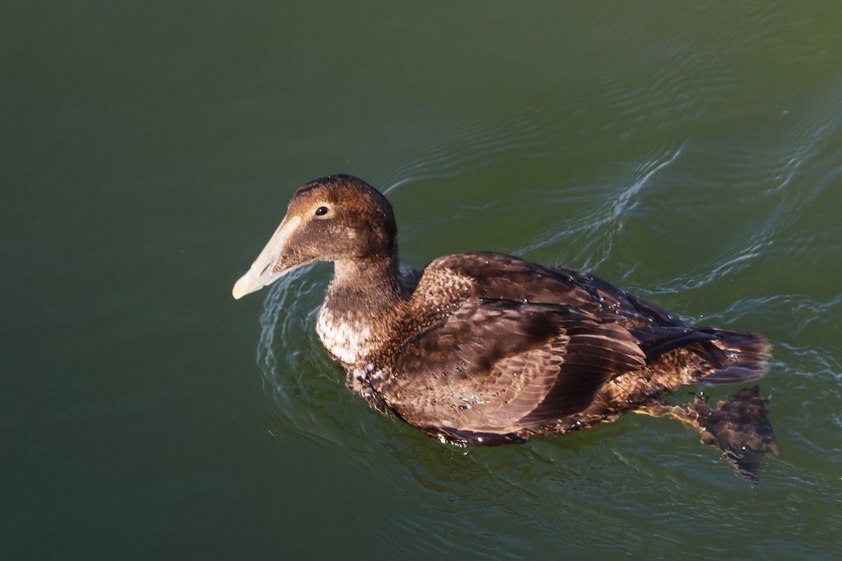 Common Eider - ML647040513