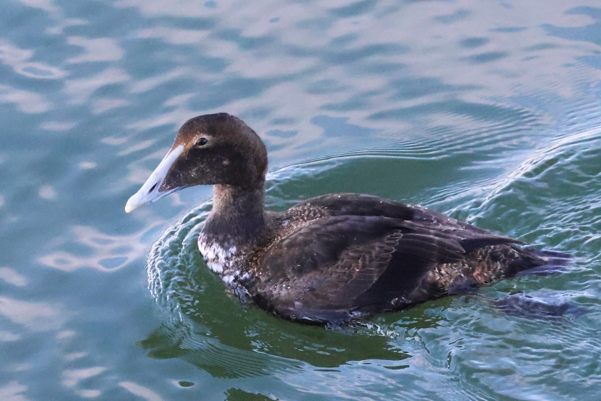 Common Eider - ML647040514