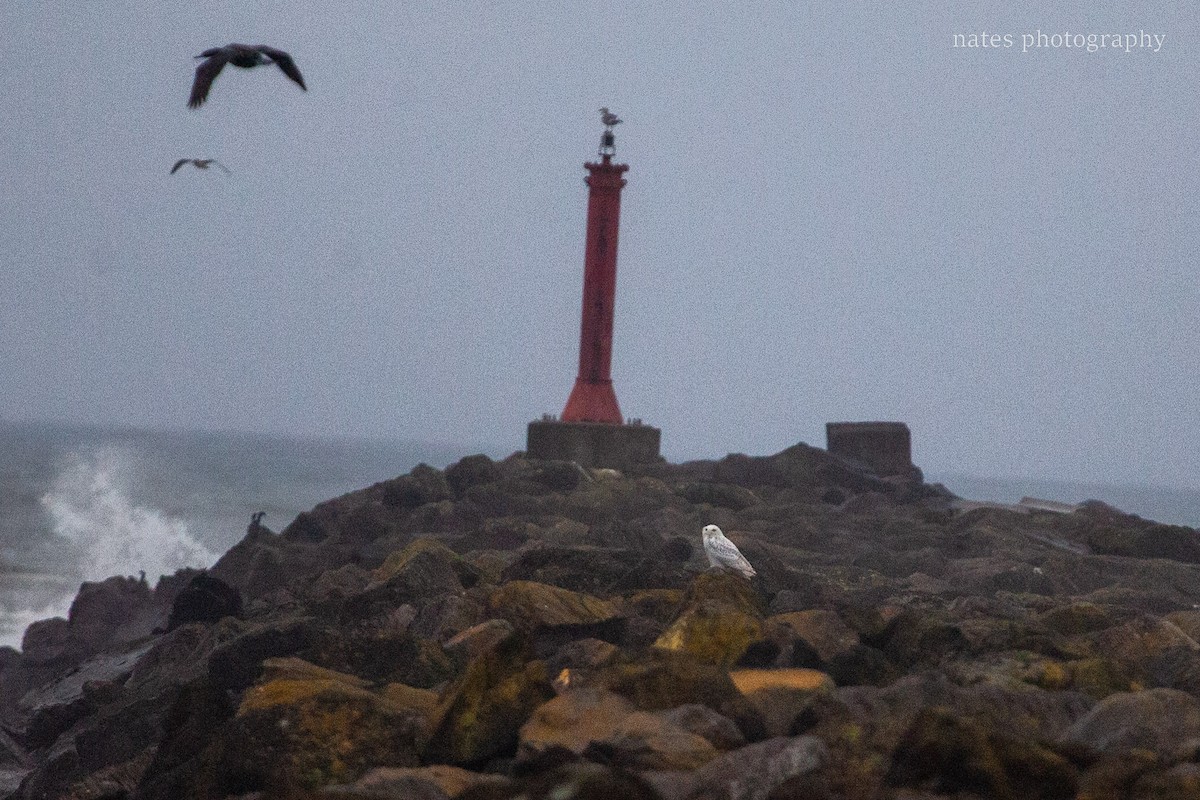 Snowy Owl - ML647040527