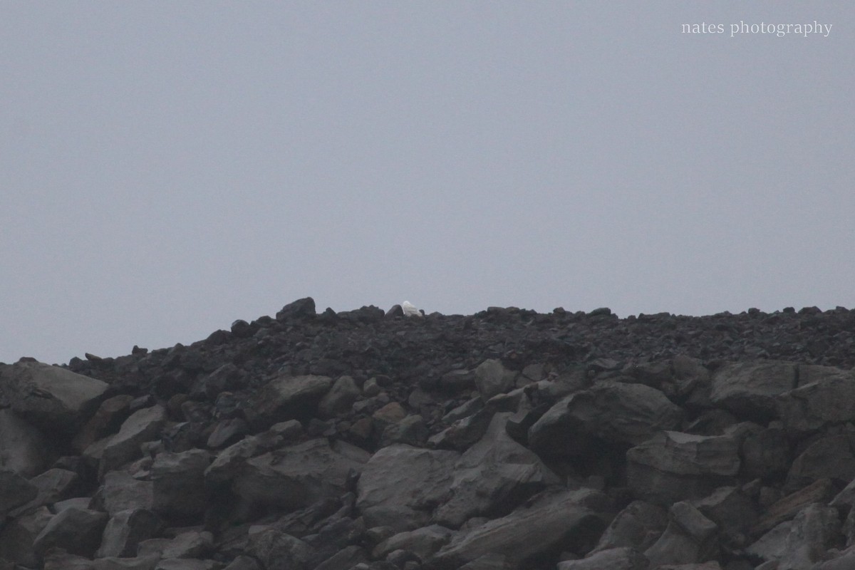 Snowy Owl - ML647040528