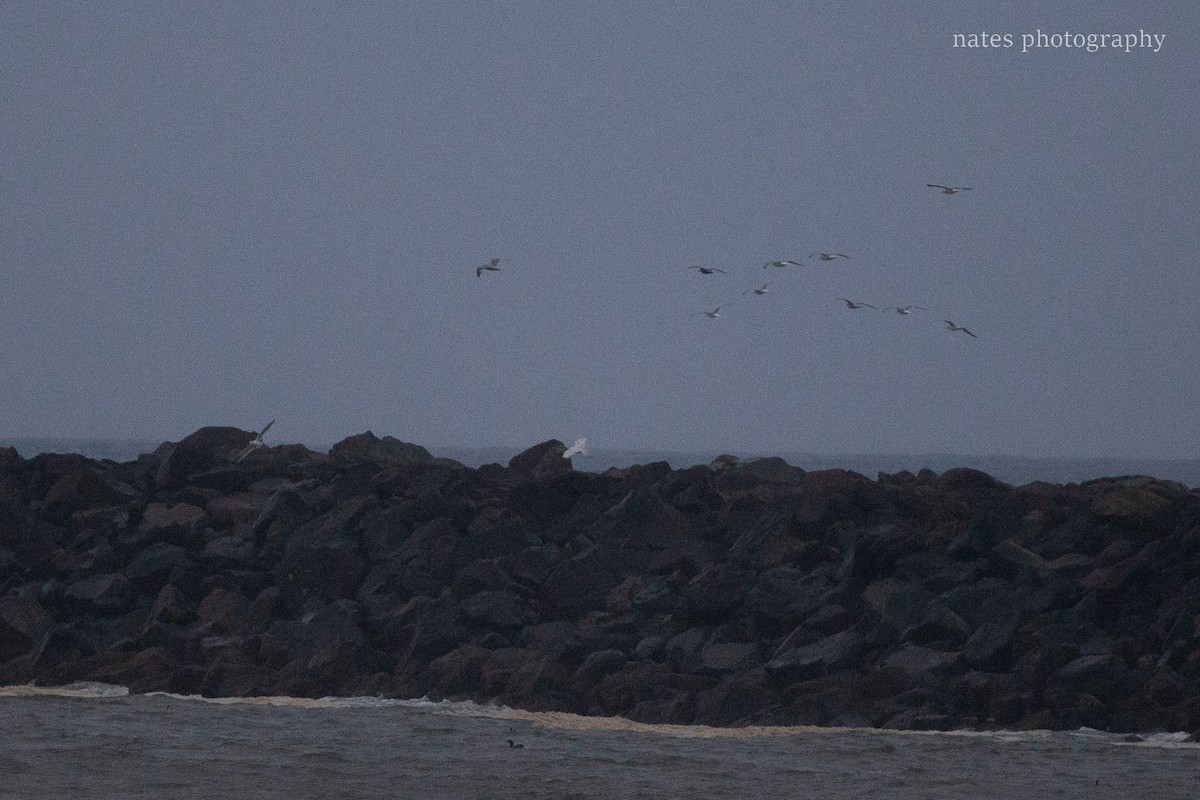 Snowy Owl - ML647040529
