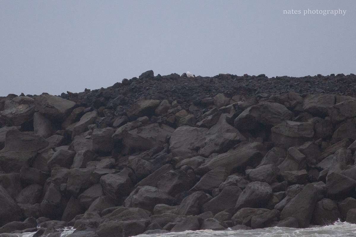 Snowy Owl - ML647040530