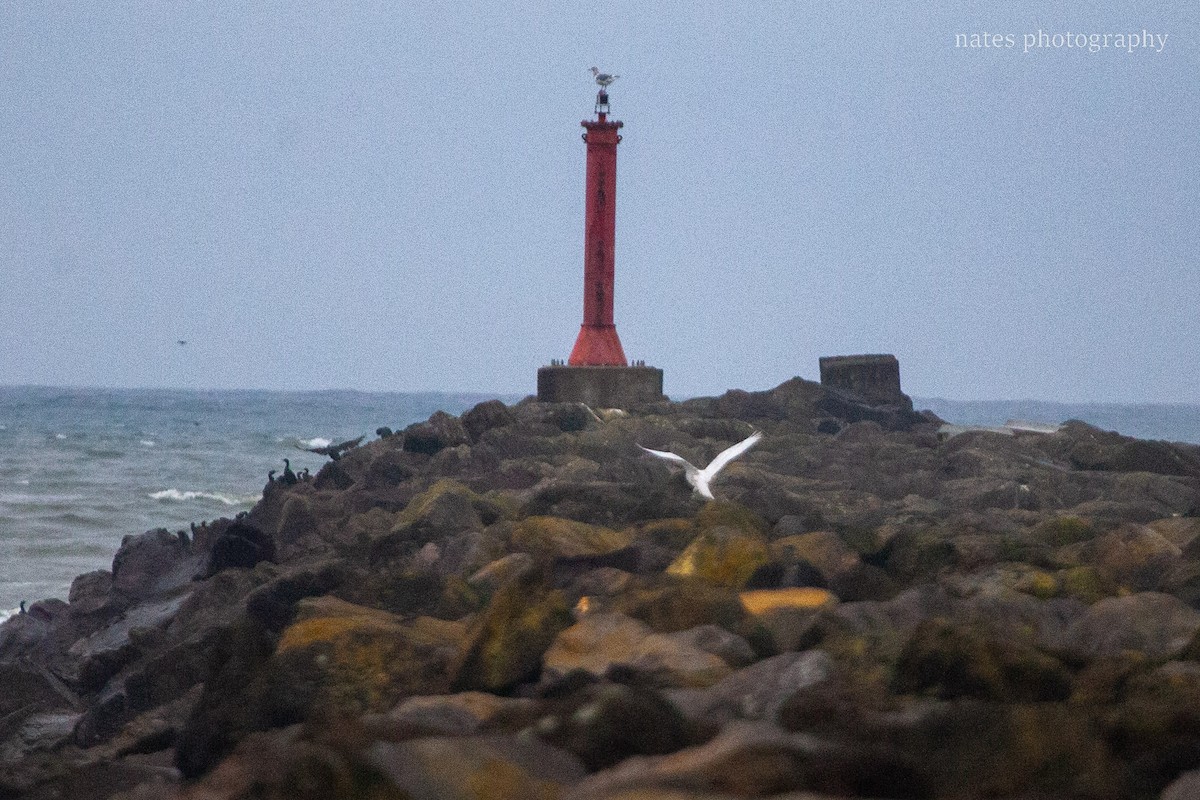 Snowy Owl - ML647040531