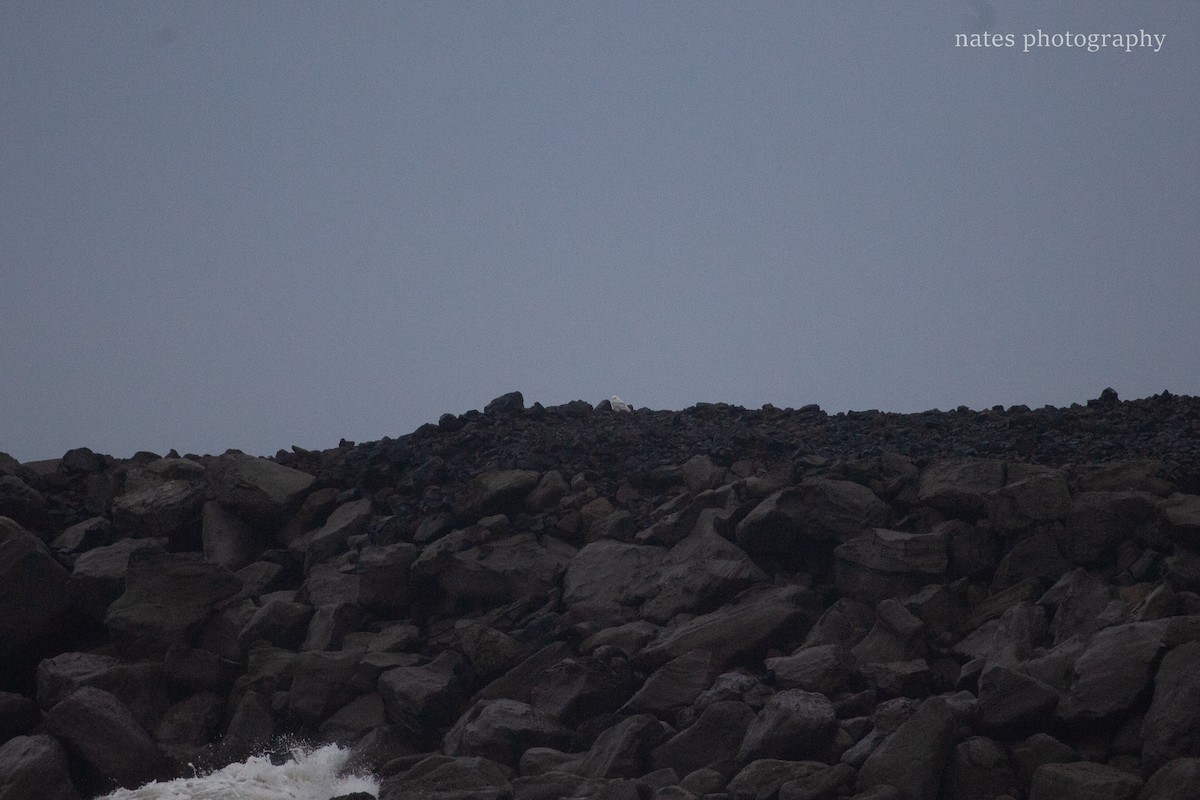 Snowy Owl - ML647040532