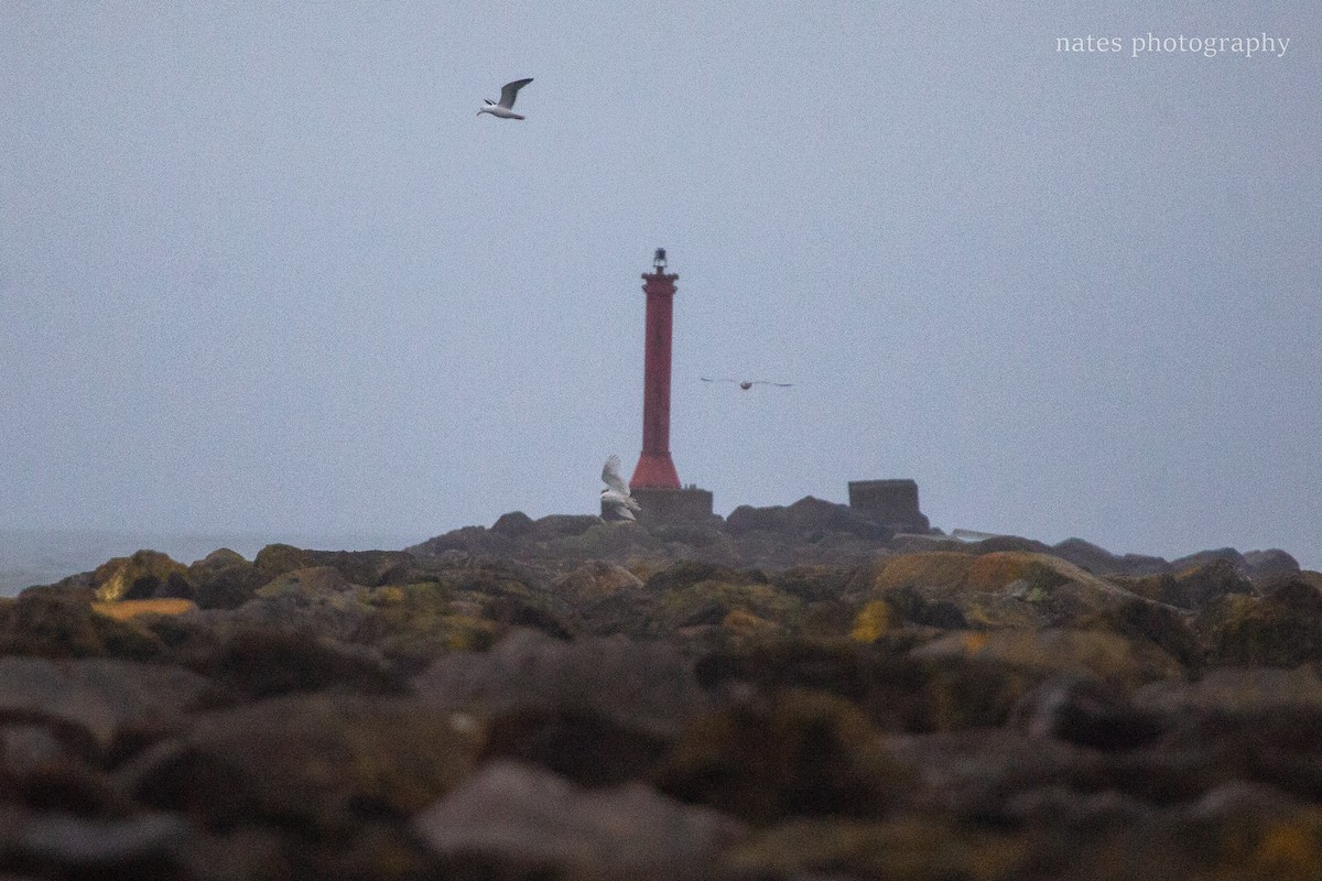 Snowy Owl - ML647040533