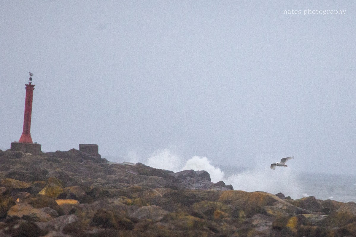 Snowy Owl - ML647040534