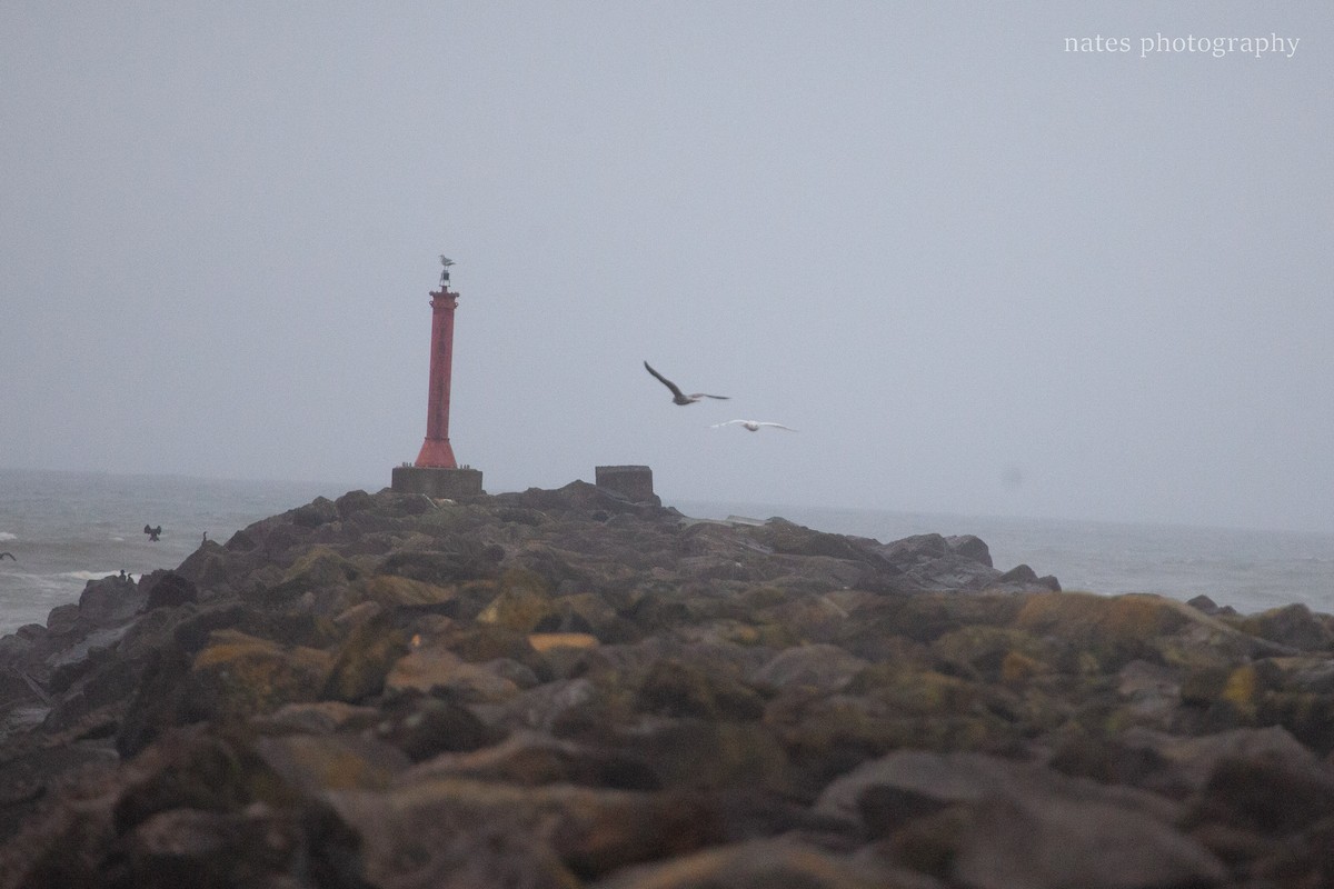 Snowy Owl - ML647040535