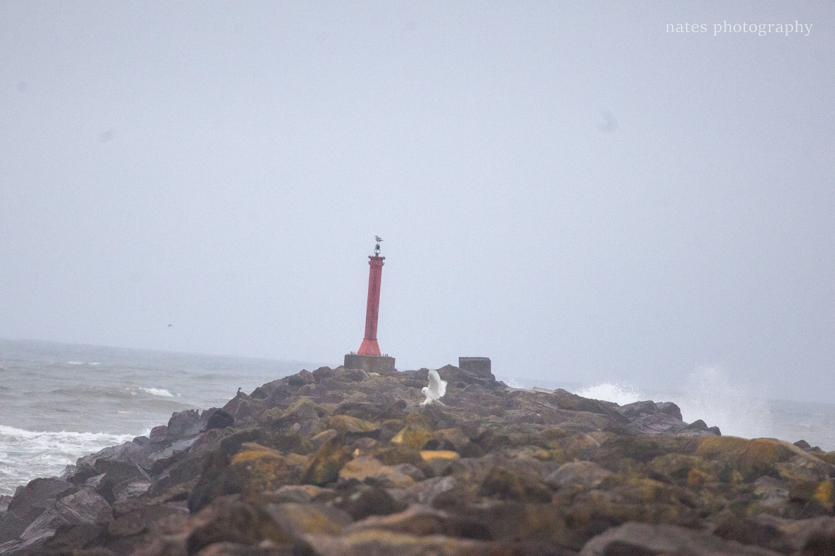 Snowy Owl - ML647040536