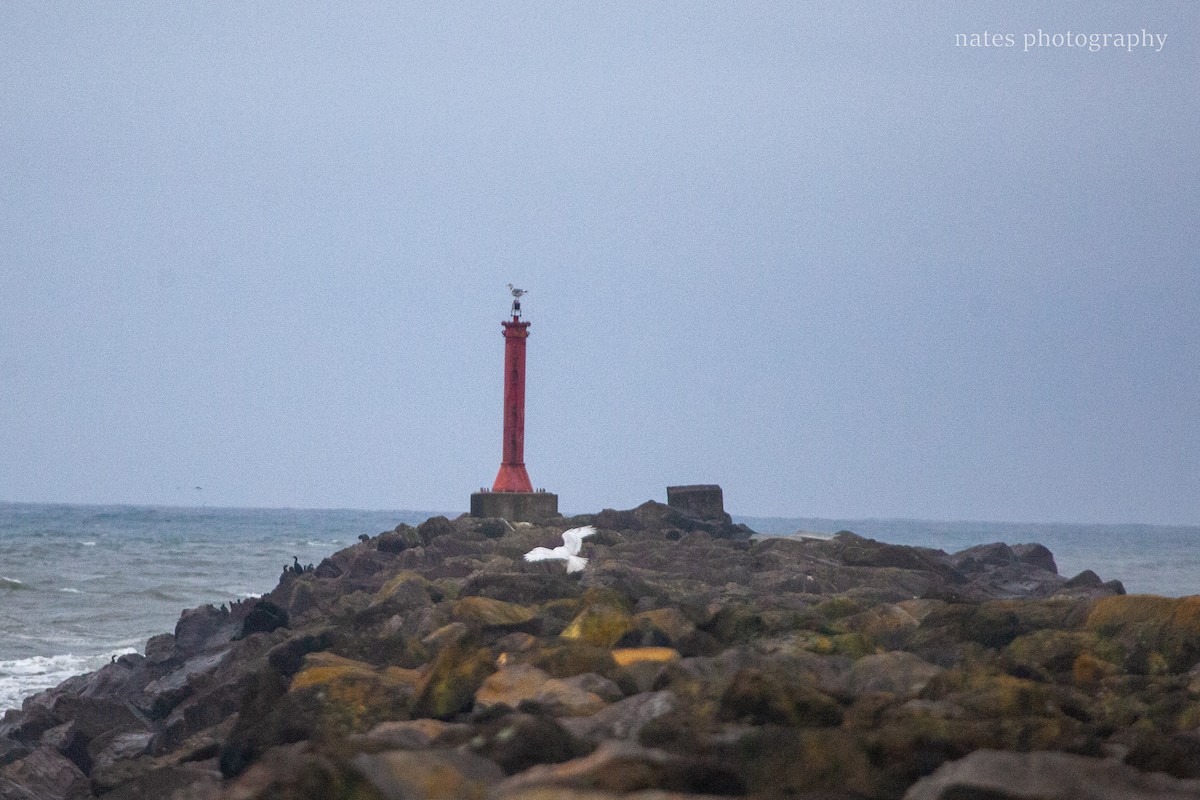 Snowy Owl - ML647040537