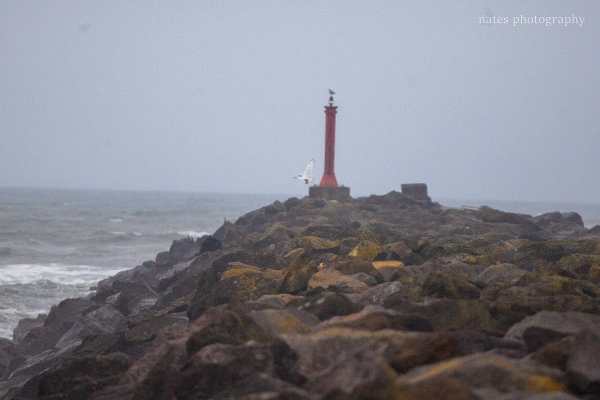 Snowy Owl - ML647040538