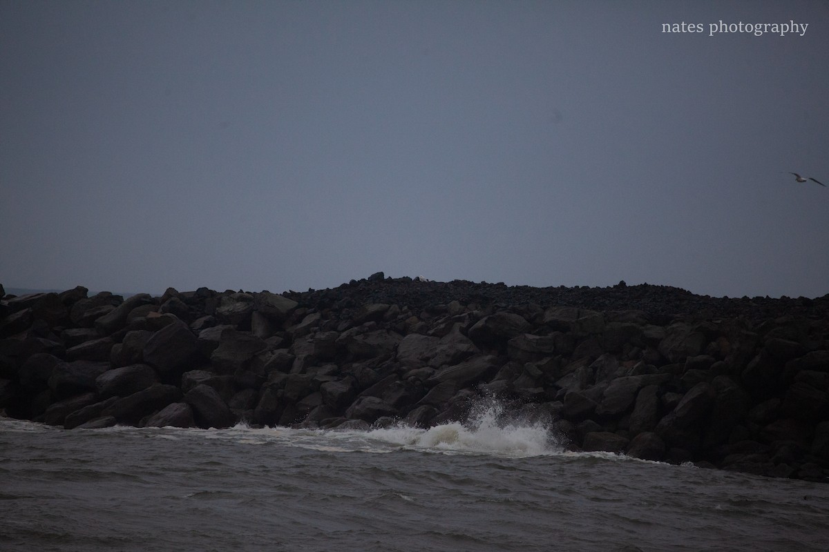 Snowy Owl - ML647040539