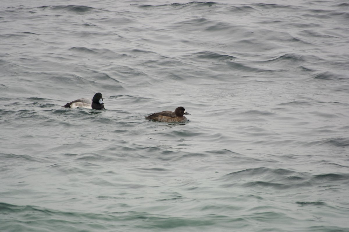 polák kaholka - ML647040546