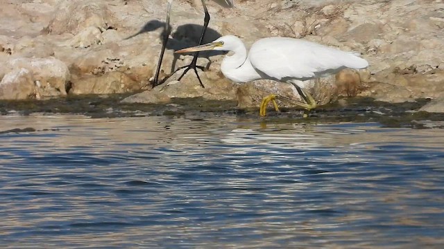 Western Reef-Heron - ML647040547